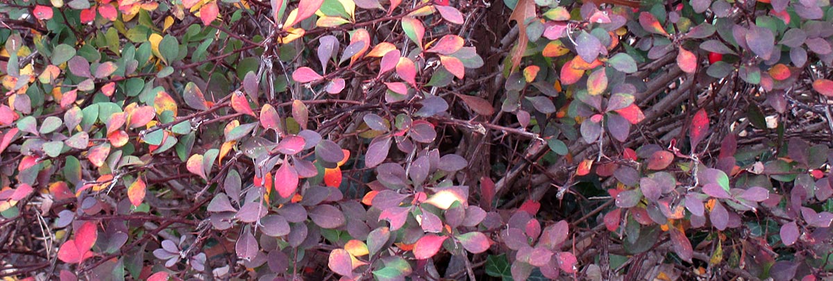 tiny autumn leaves