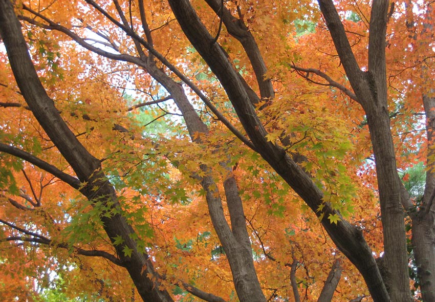 autumn trees