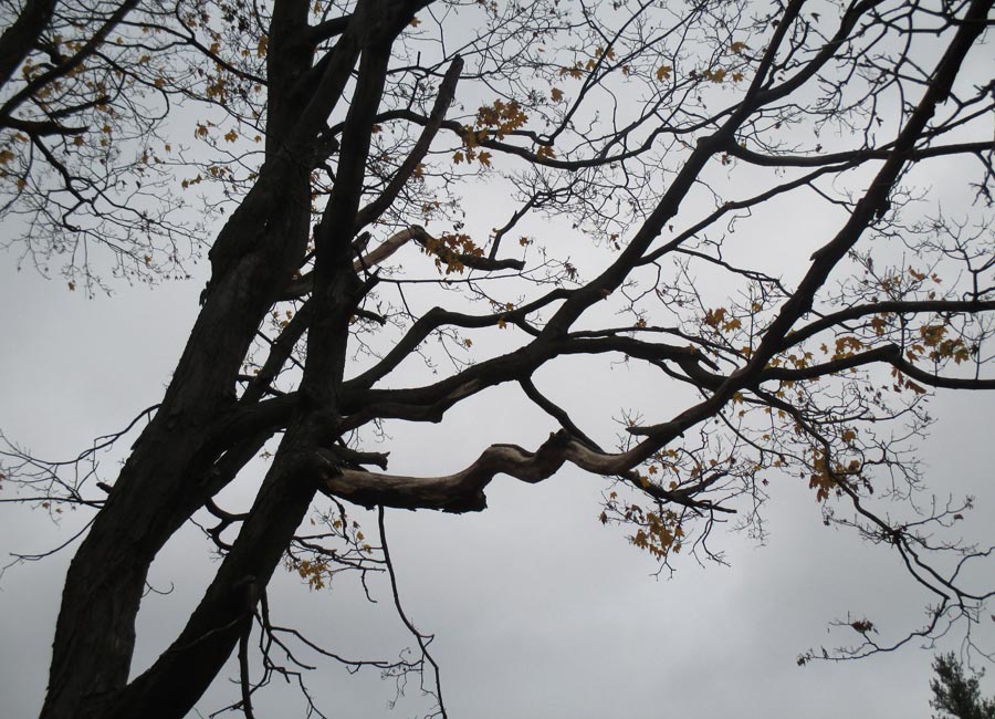 bare tree