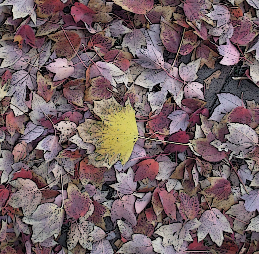 leaves on sidewalk