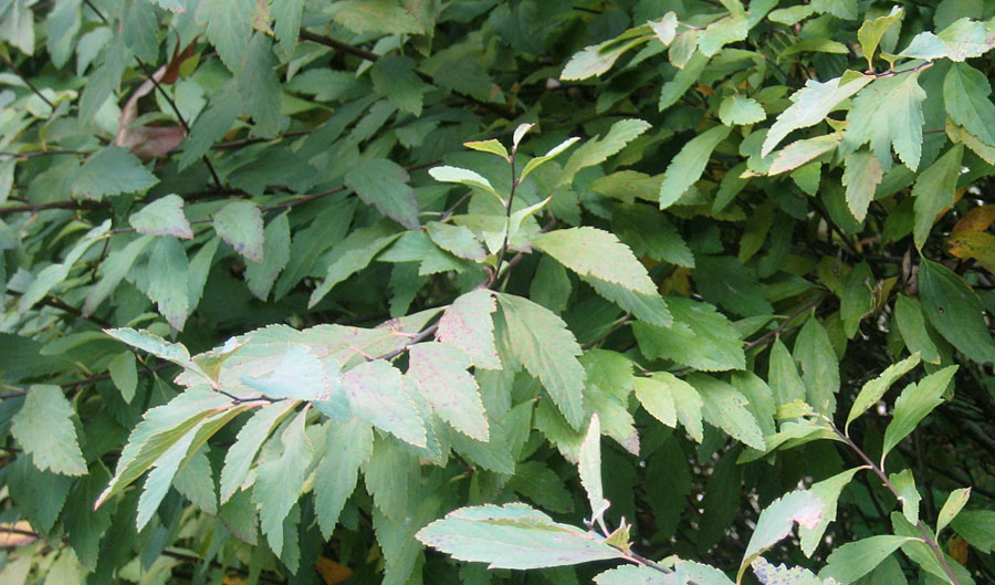 green leaves