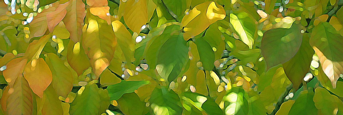 abstract leaves