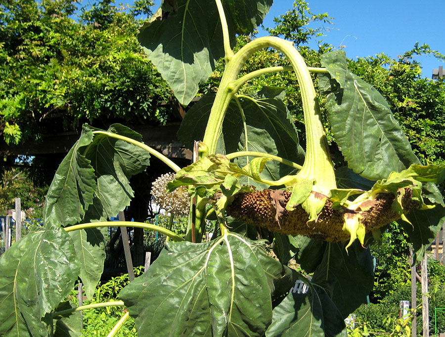 sunflower