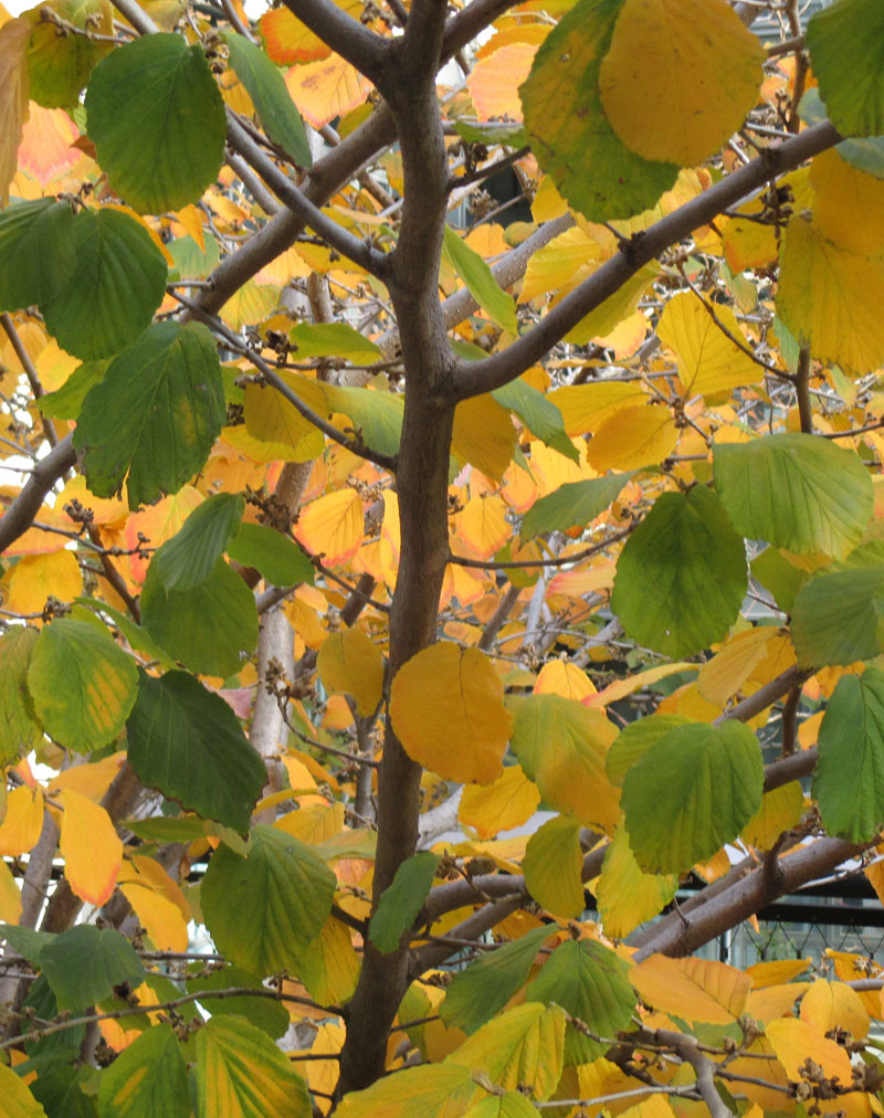yellow and green leaves