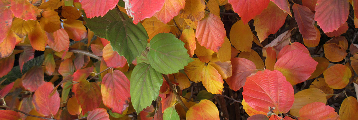 colorful leaves