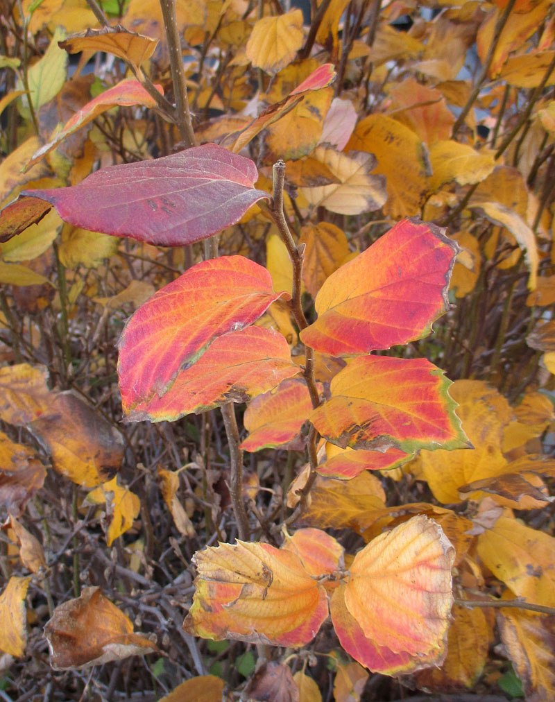 red autumnleaves